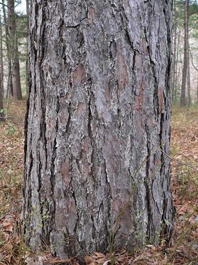 {Pinus pungens}